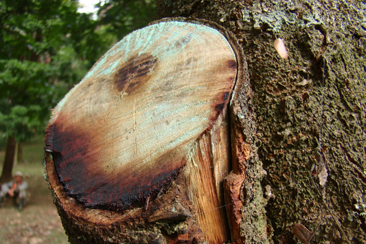 Pernambuco Wood Ban Crisis: A Bassist's Guide to What's Coming